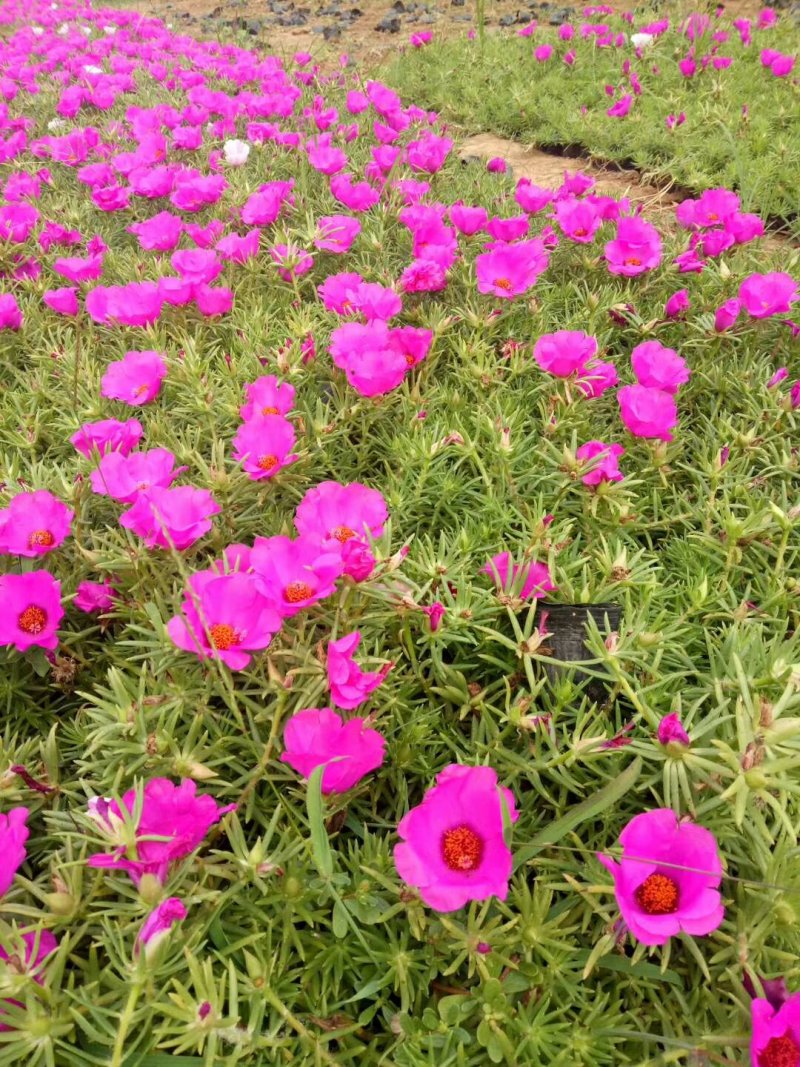半枝莲基地直销，常年销售各种绿化苗木。