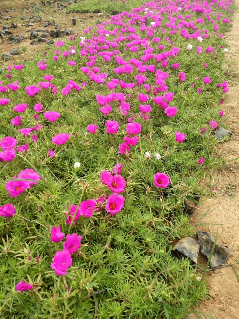 半枝莲基地直销，常年销售各种绿化苗木。