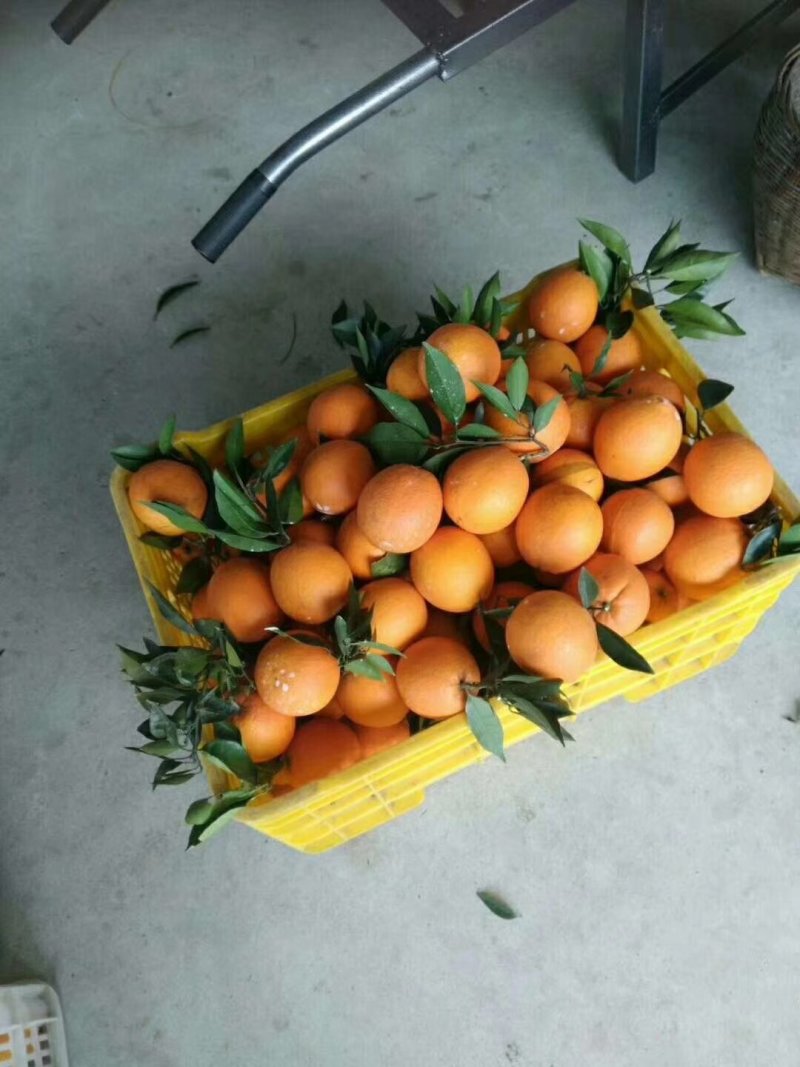 精品纽荷尔脐橙果园看货以质量论价格