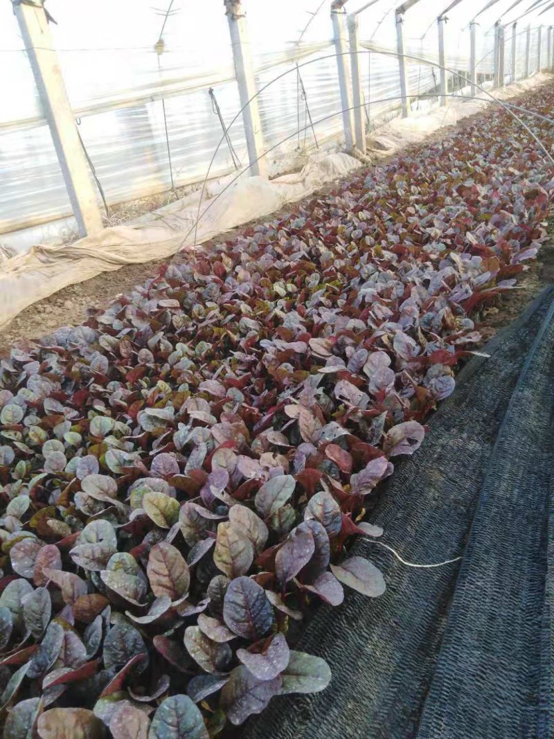 羽衣甘蓝一手货源基地直供量大从优