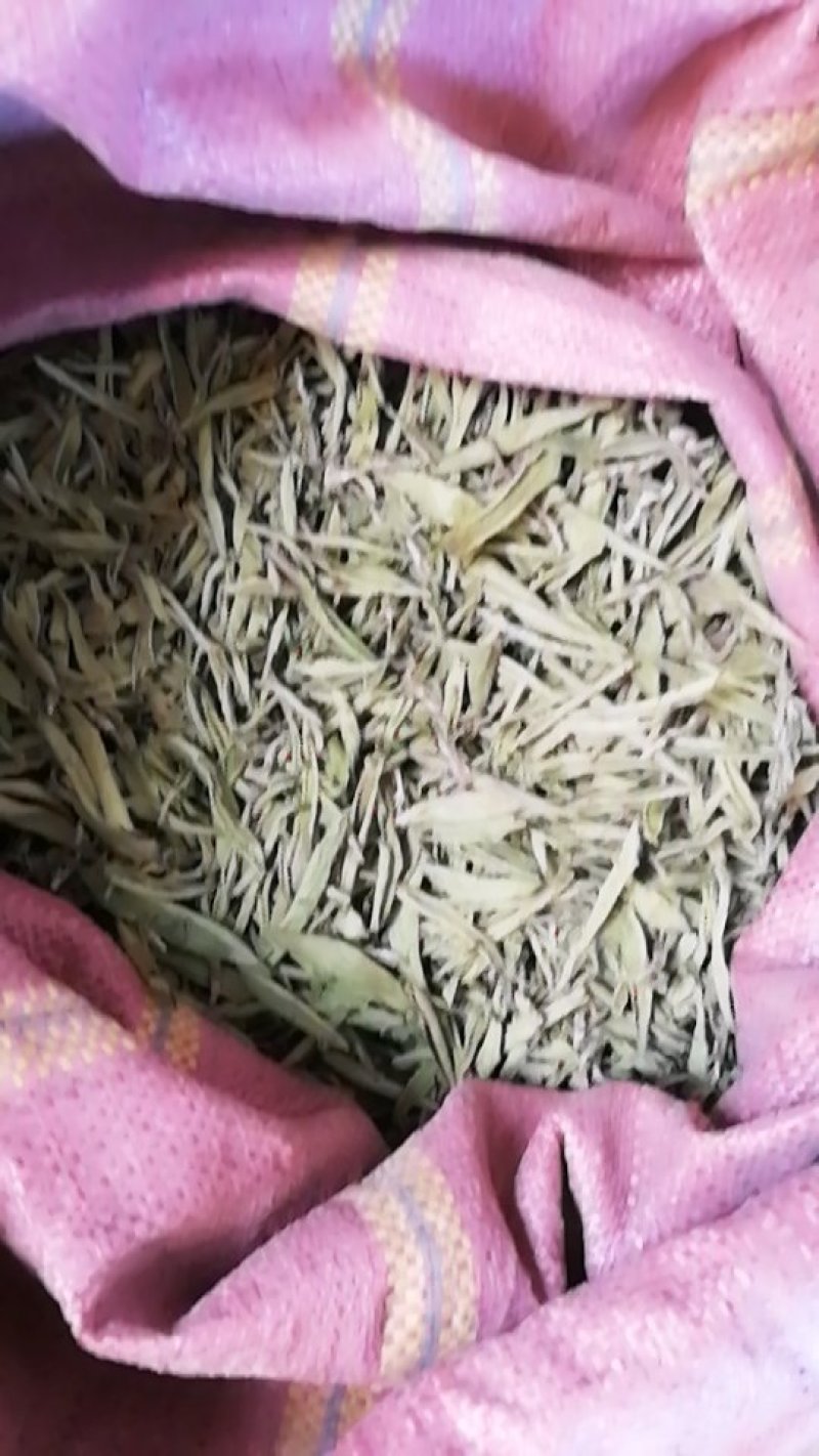 优质谱六甜叶菊干叶