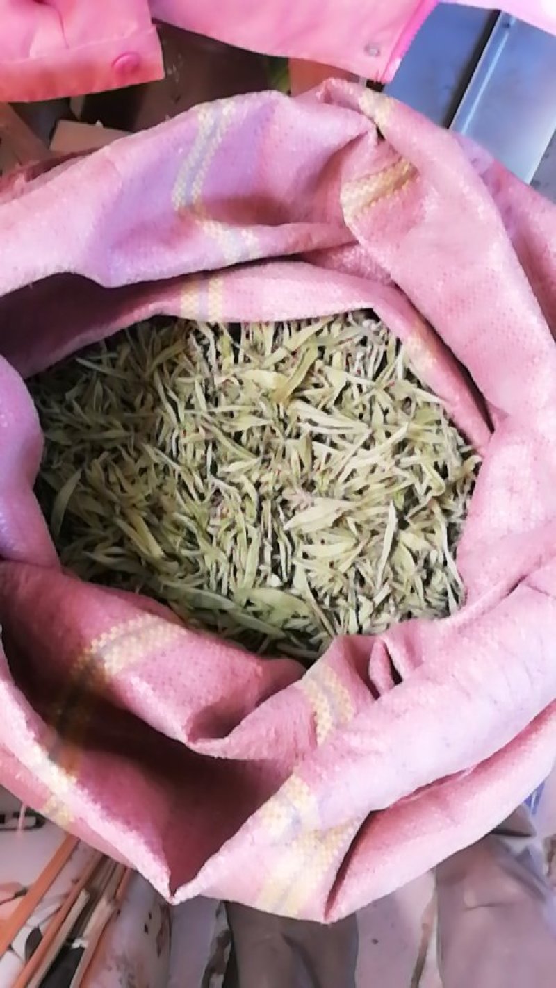 优质谱六甜叶菊干叶
