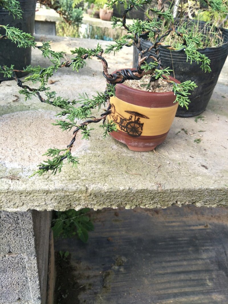 15年造型松树