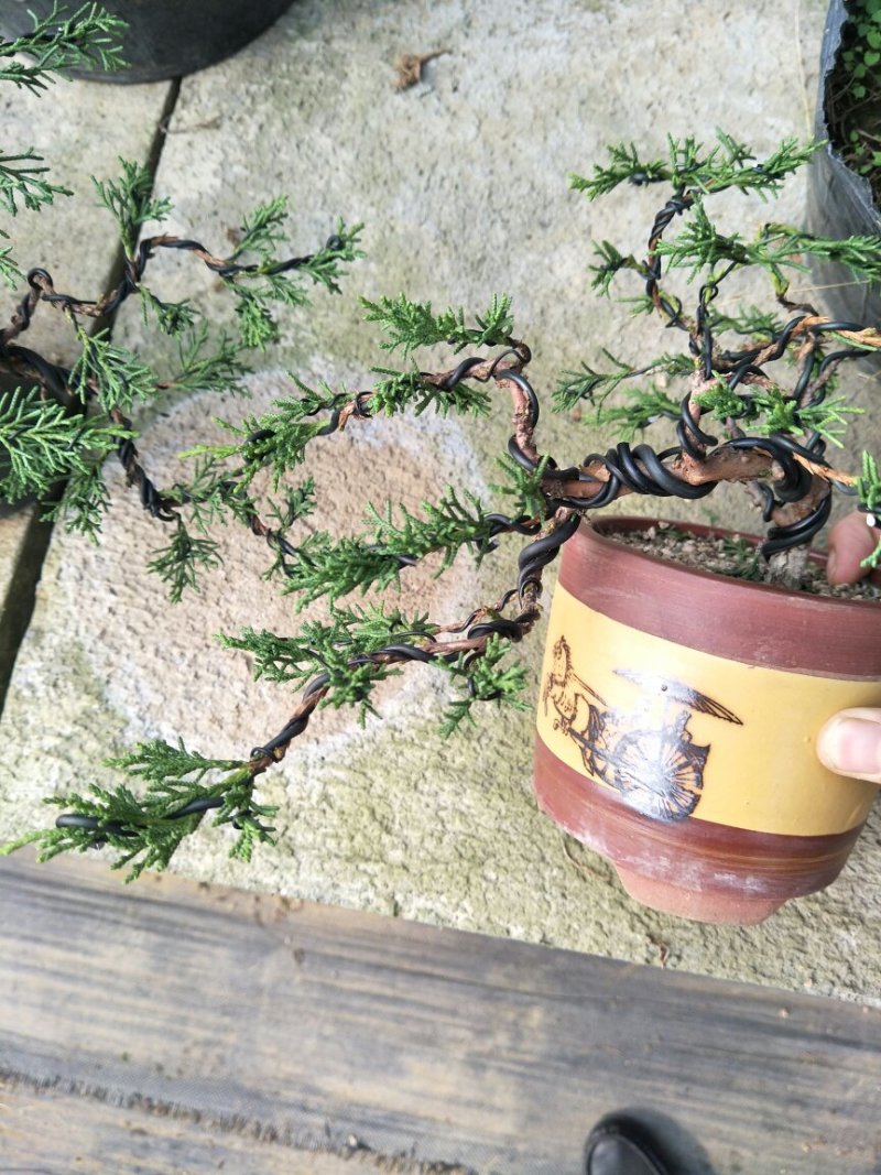 15年造型松树