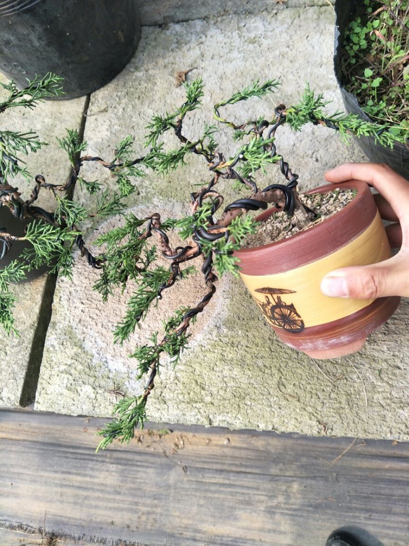 15年造型松树