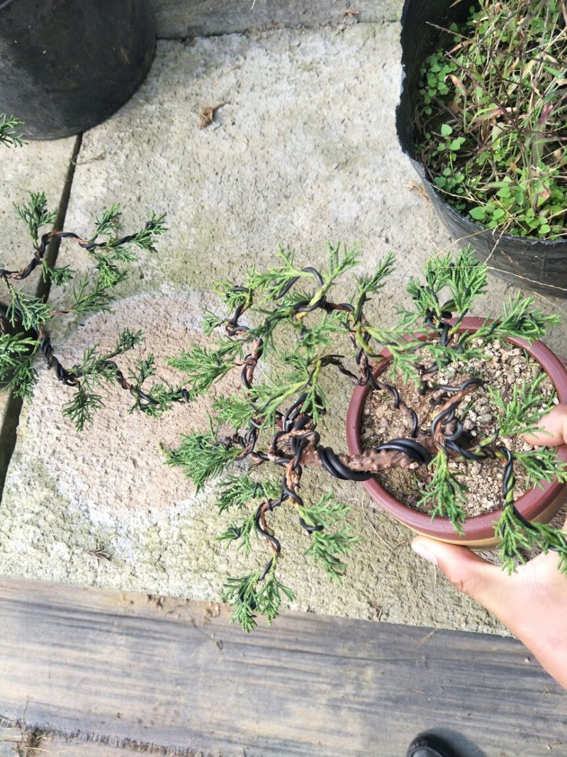 15年造型松树