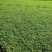 大叶油草+马尼拉草