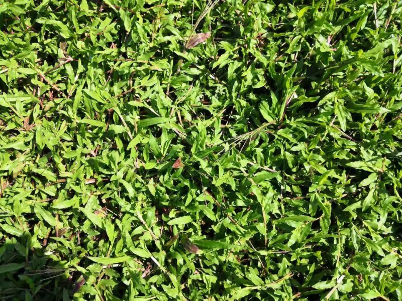 大叶油草+马尼拉草