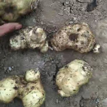 贵州纯野生鸡头黄精质量好
