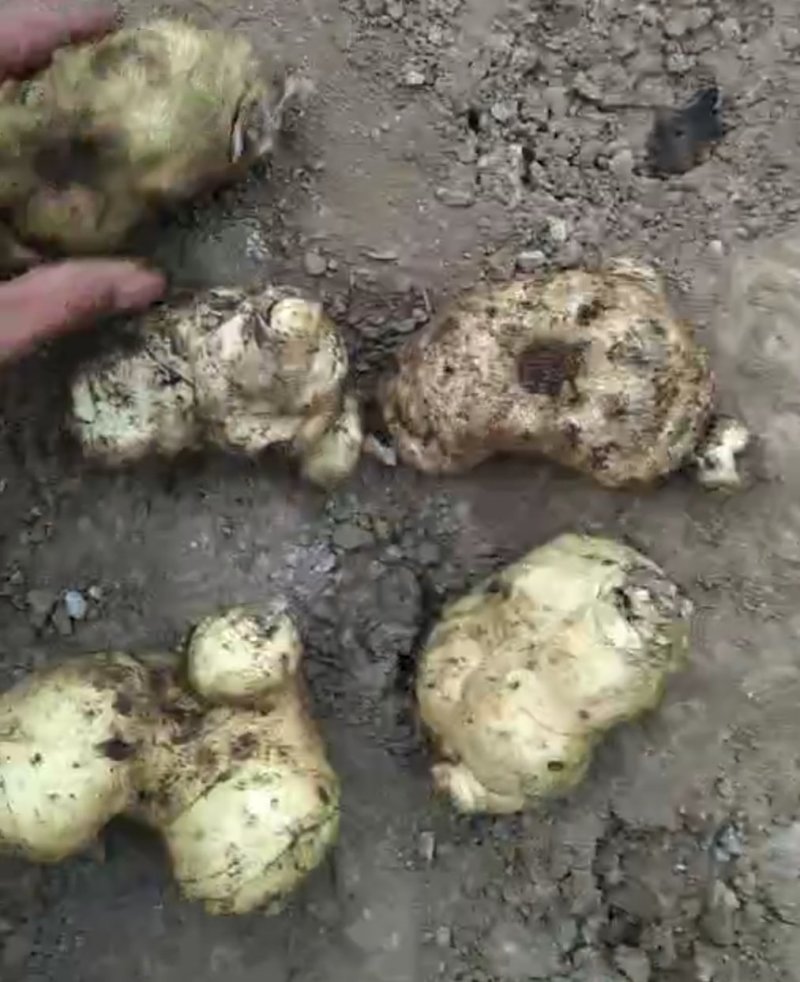 贵州纯野生鸡头黄精质量好