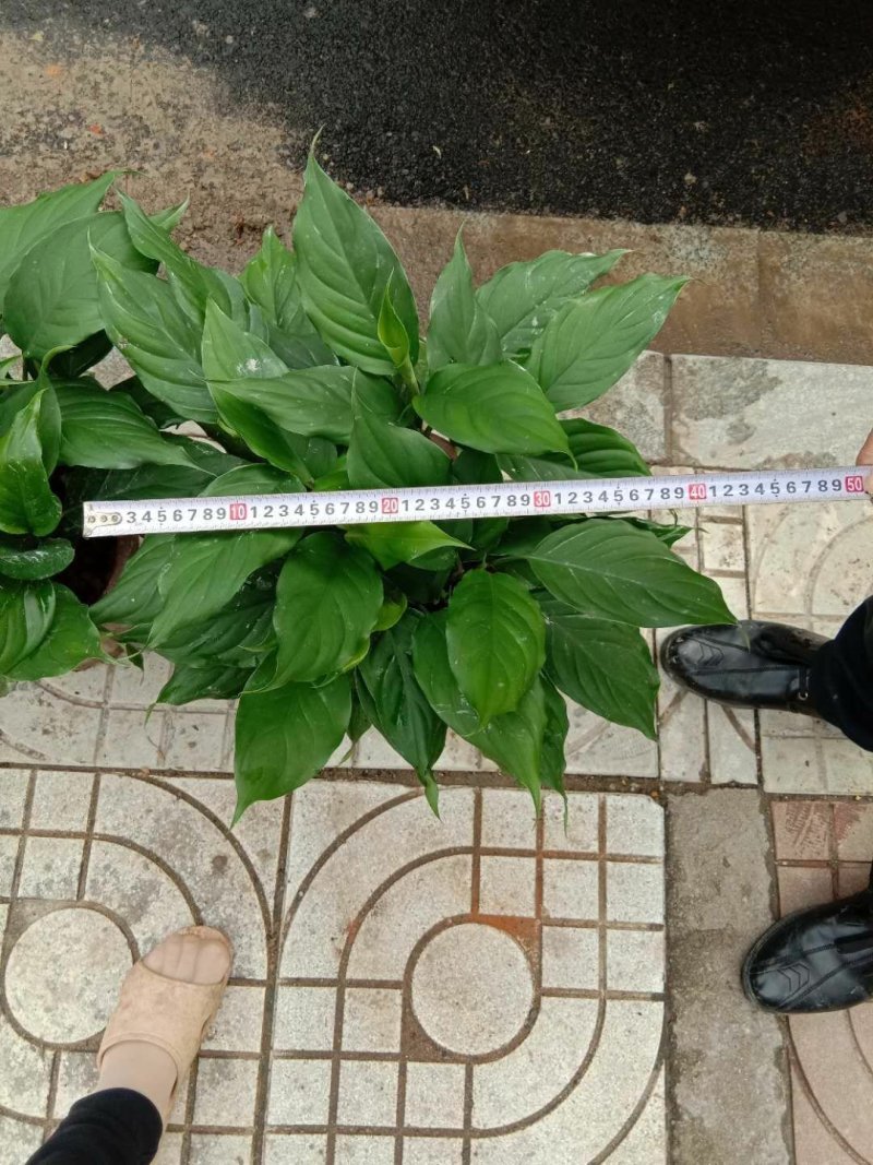 花卉:万年青
