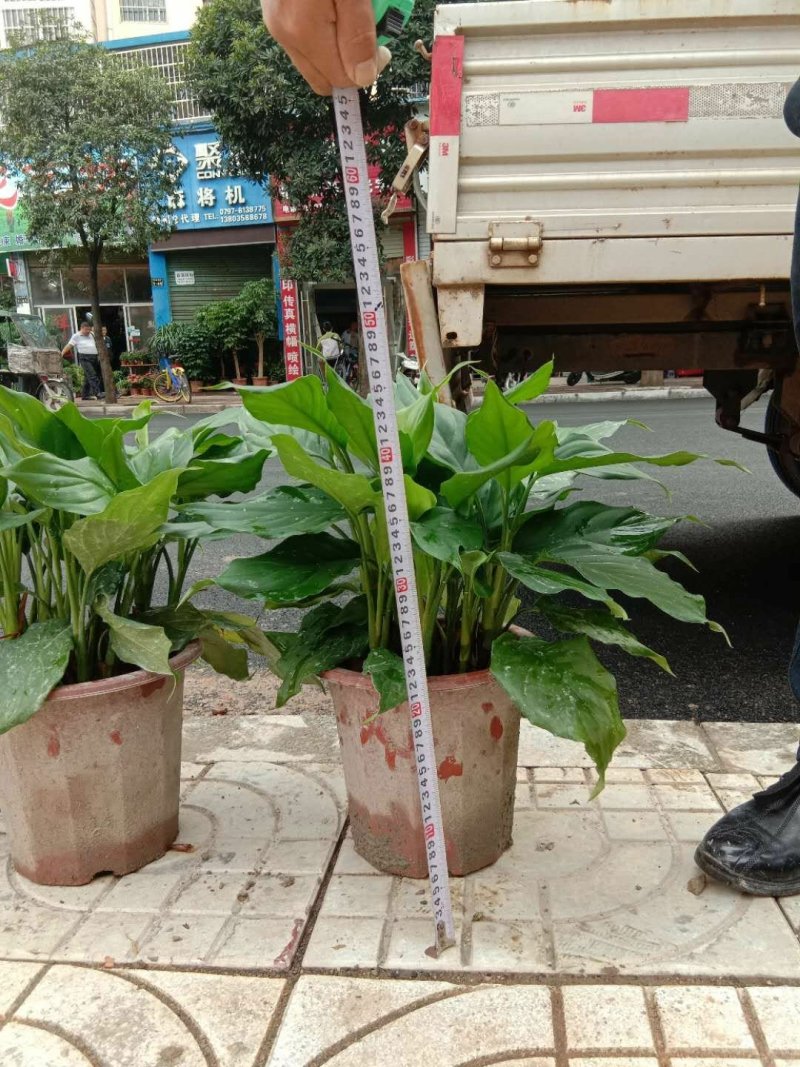 花卉:万年青