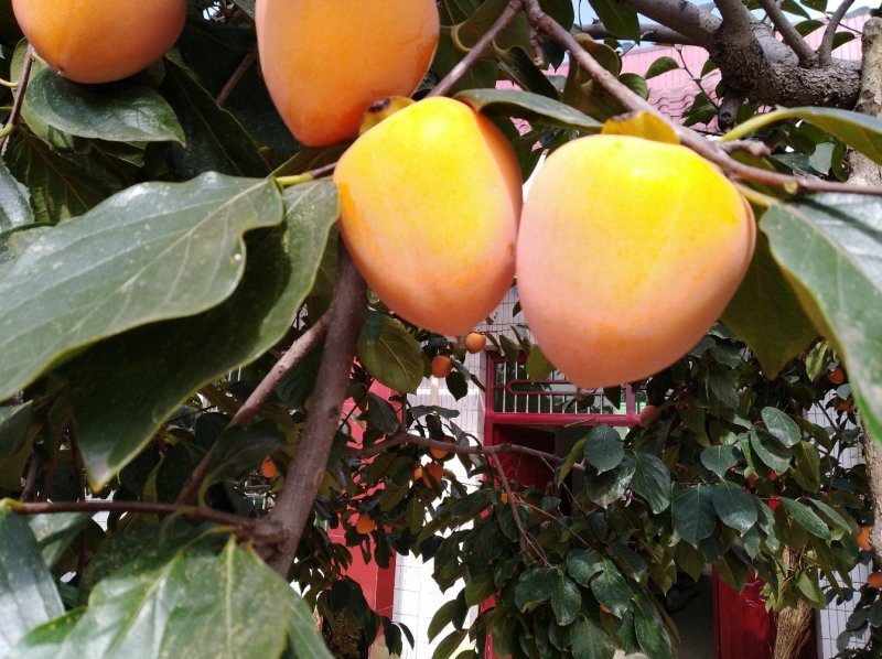 柿饼
