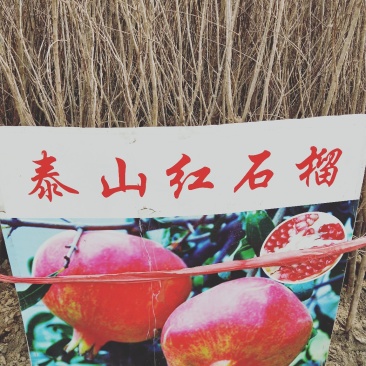 石榴苗，泰山石榴树苗