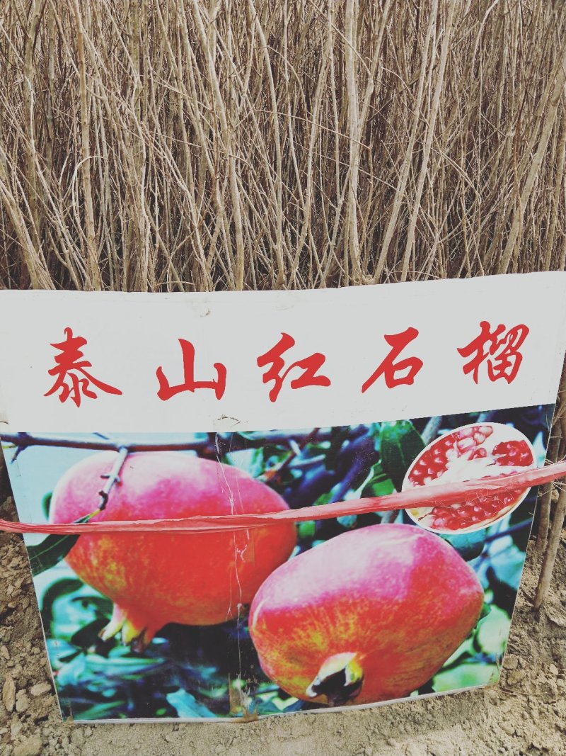 石榴苗，泰山石榴树苗