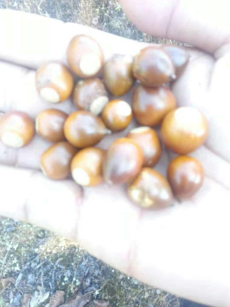 青岗籽，小橡籽，干货价格