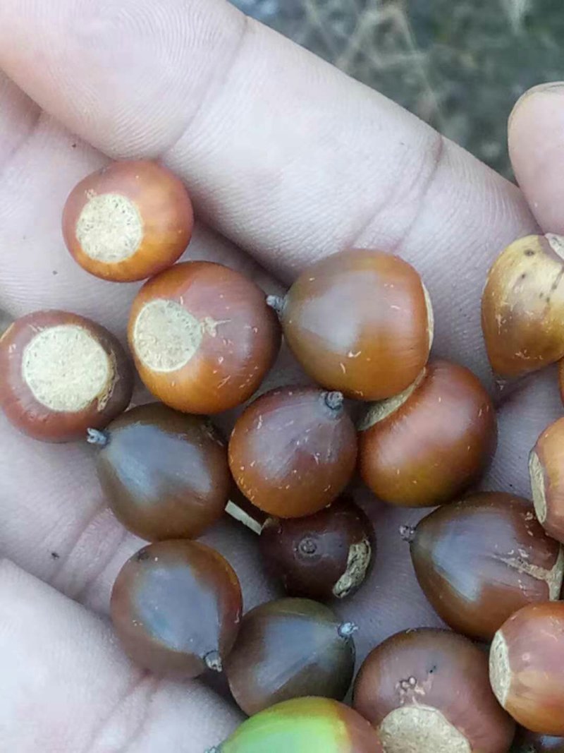 青岗籽，小橡籽，干货价格