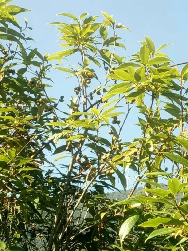青岗籽，小橡籽，干货价格