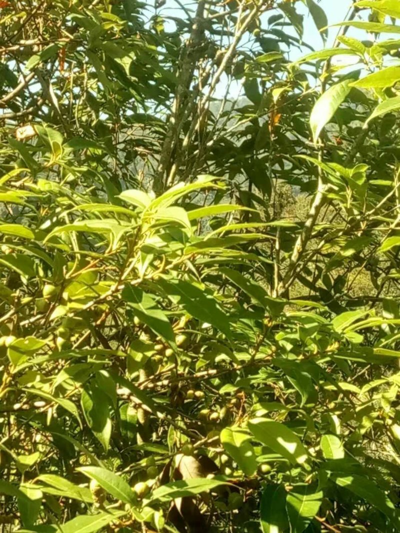 青岗籽，小橡籽，干货价格