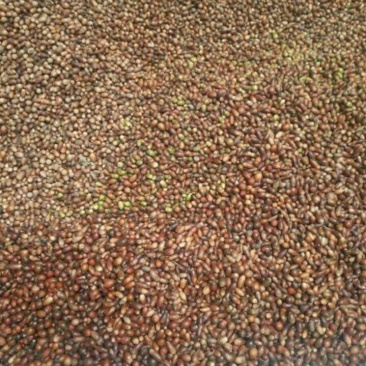 青岗籽，小橡籽，干货价格