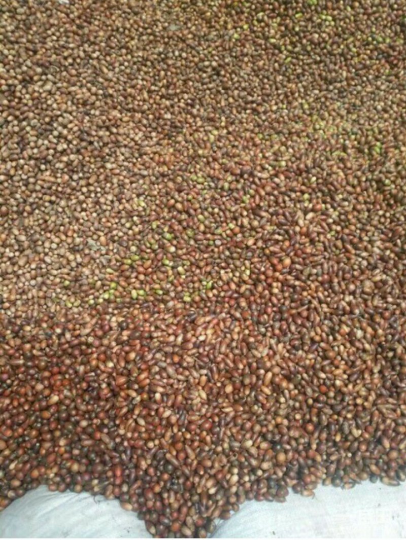 青岗籽，小橡籽，干货价格