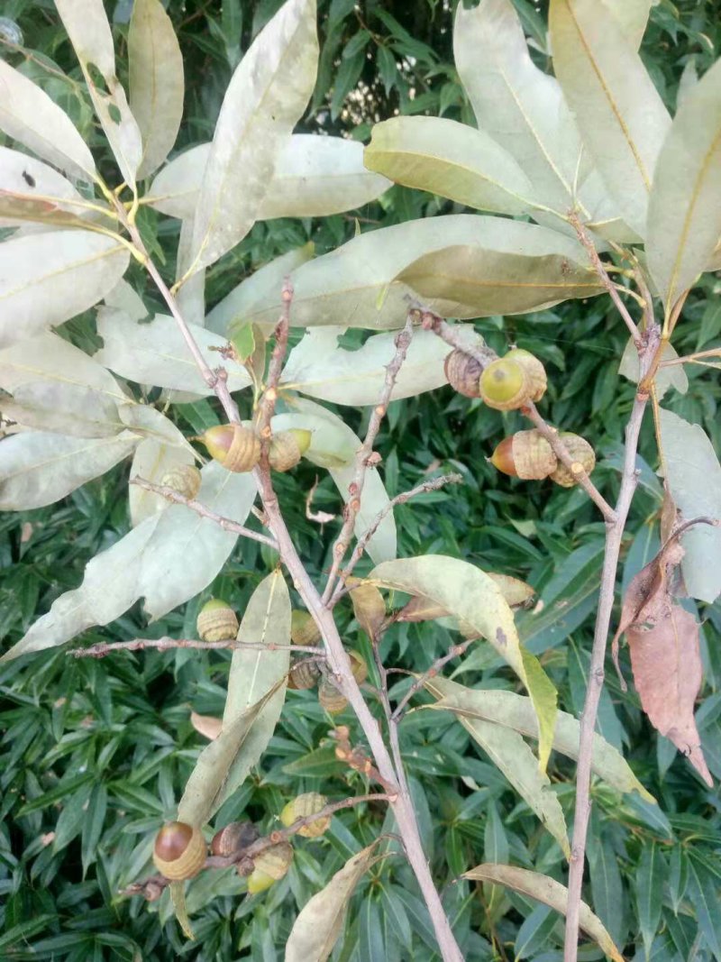 青岗籽，小橡籽，干货价格