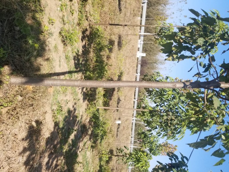 2年多楸树，直径5到8公分，大约有2000棵，价格可议