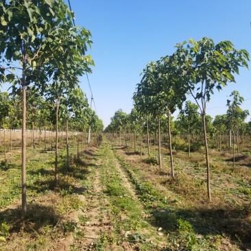 2年多楸树，直径5到8公分，大约有2000棵，价格可议
