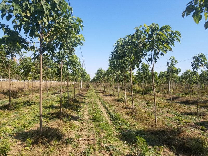2年多楸树，直径5到8公分，大约有2000棵，价格可议