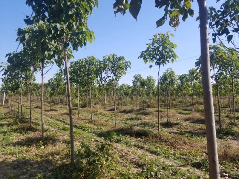 2年多楸树，直径5到8公分，大约有2000棵，价格可议