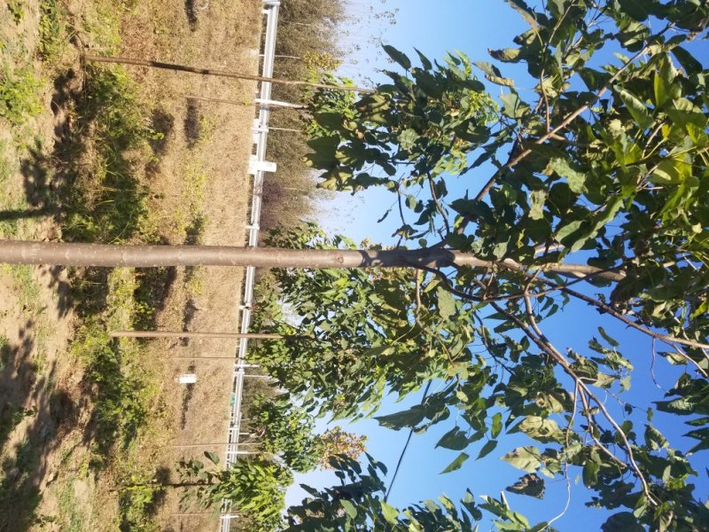 2年多楸树，直径5到8公分，大约有2000棵，价格可议