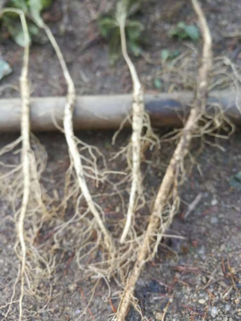 （辽宁阔叶品种）皮厚白鲜皮2年苗白鲜皮苗