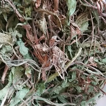 蒲公英，蒲公英个子
