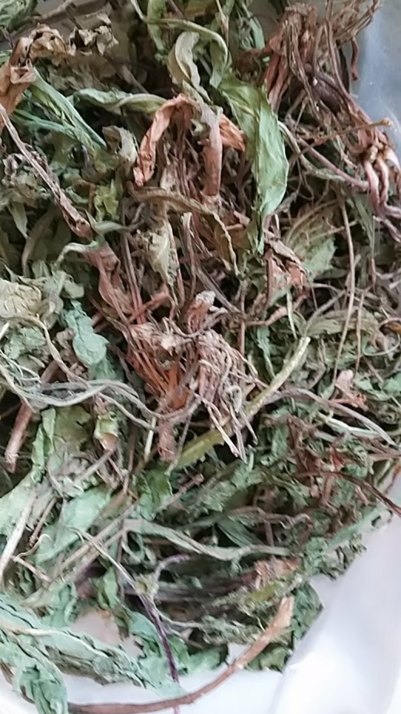 蒲公英，蒲公英个子