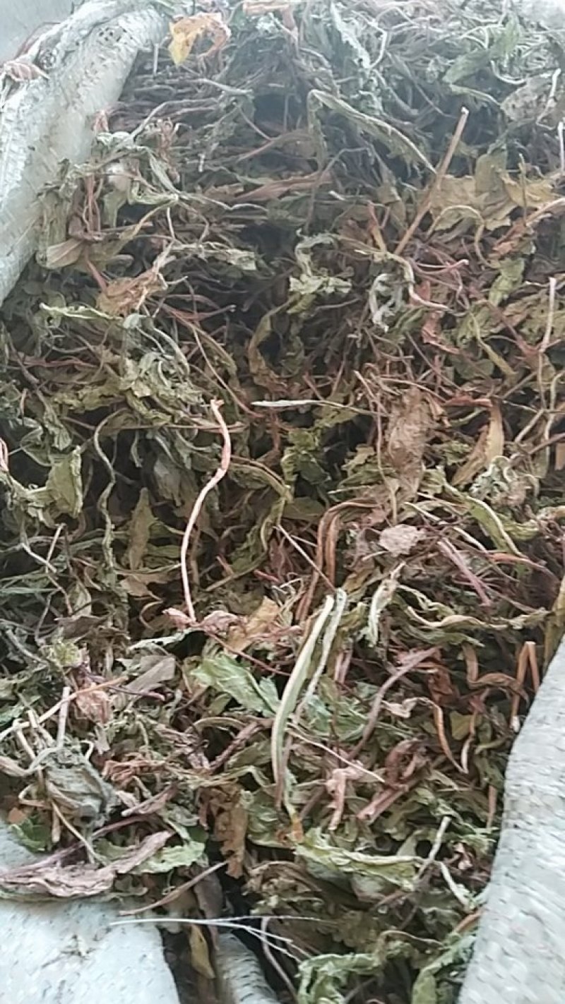 蒲公英，蒲公英个子