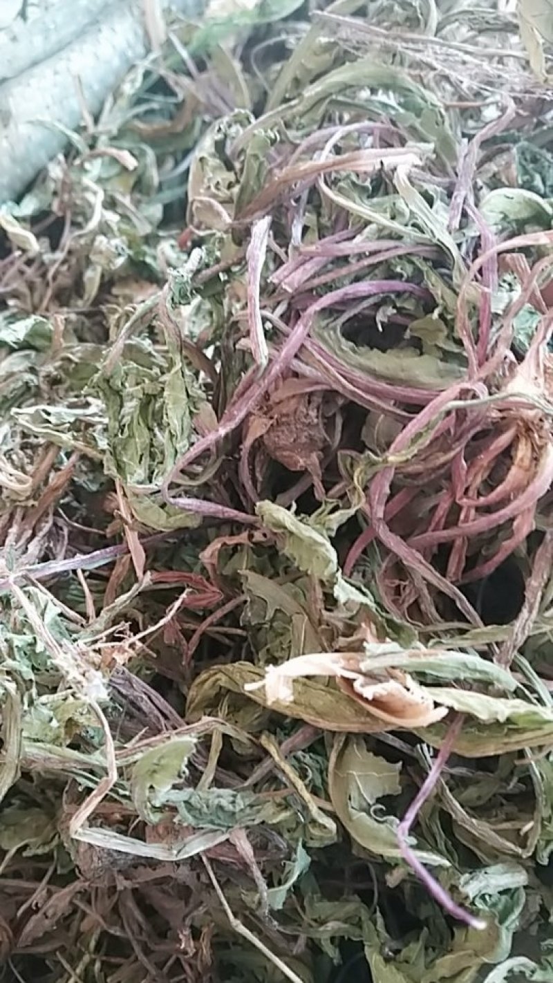 蒲公英，蒲公英个子