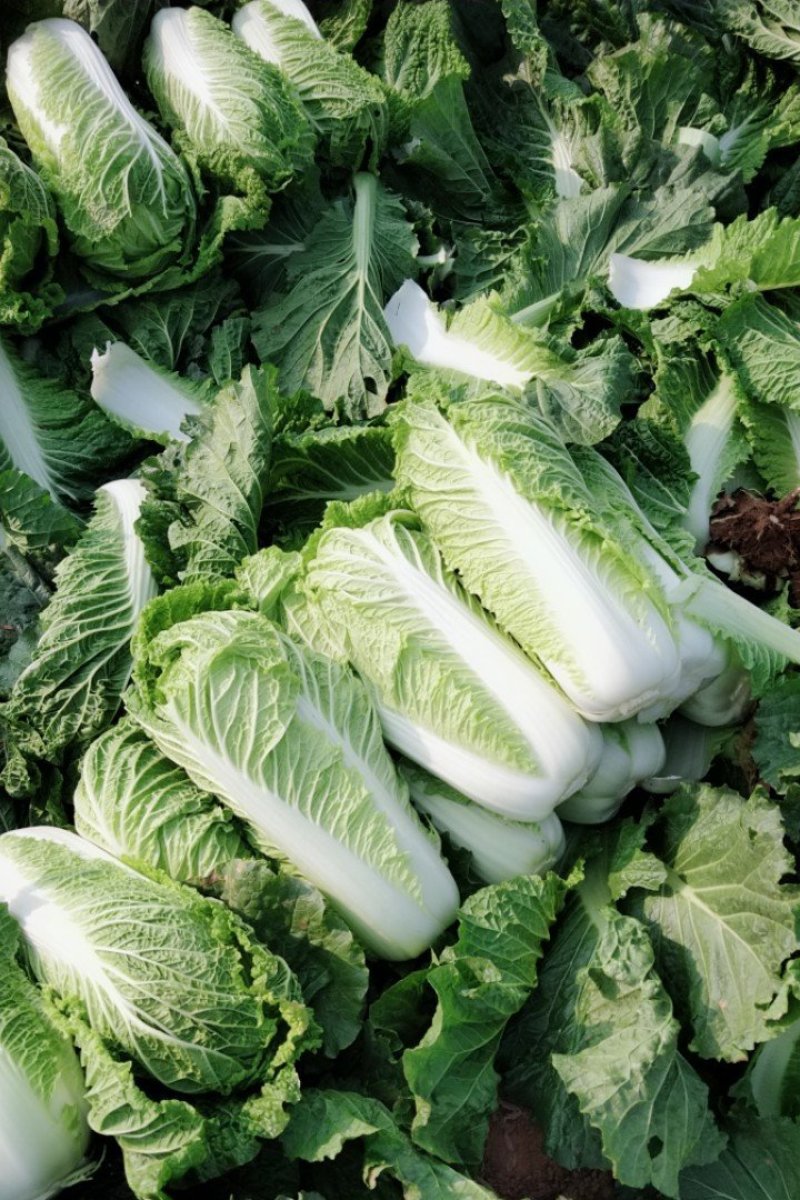山东大白菜，北京三号大白菜供应酸菜厂，加工厂等品质保证