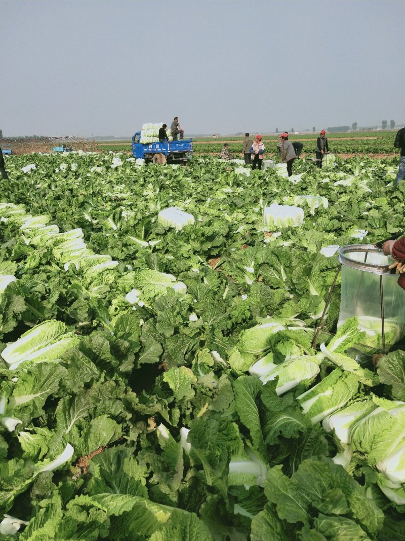 山东大白菜，北京三号大白菜供应酸菜厂，加工厂等品质保证