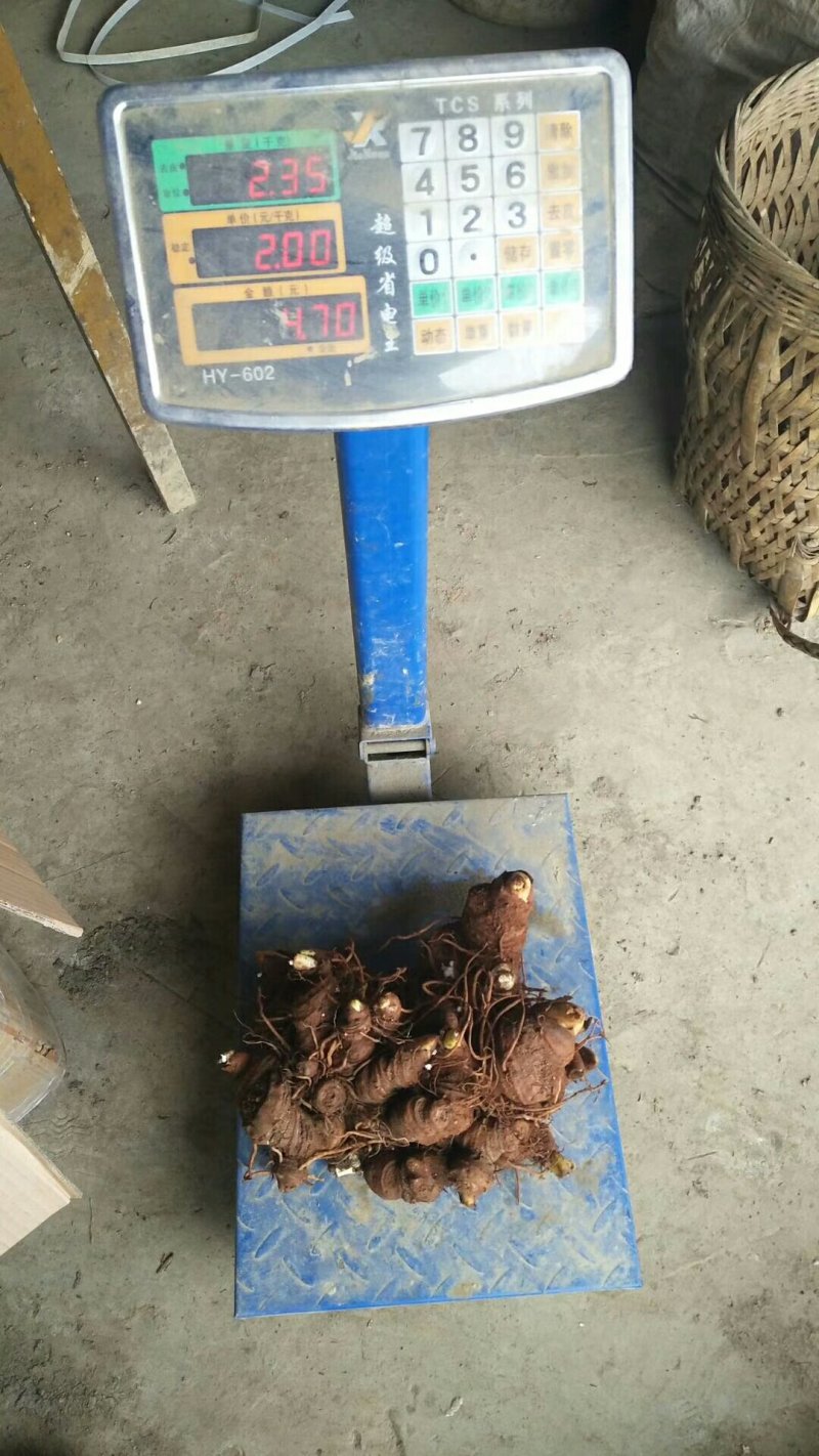 高杆多芽大重楼大量上市，全国发货，可视频看货