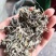 艾叶全叶统大叶够含量干货2斤起包邮量大从优