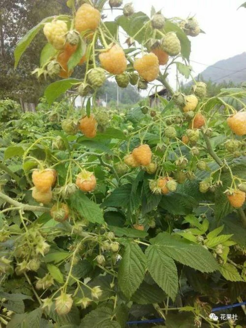 红树莓苗，高度四十分以上