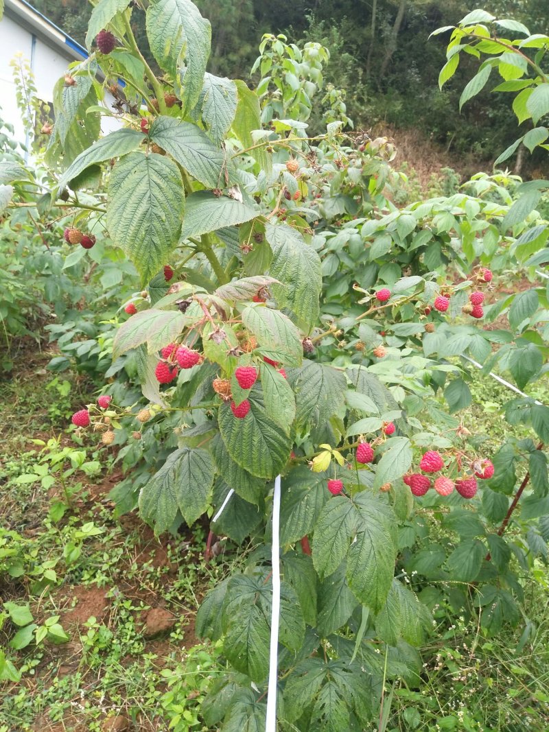 红树莓苗，高度四十分以上
