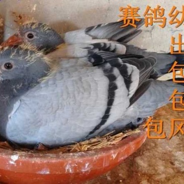 优质观赏鸽信鸽基地直销保证质量品系