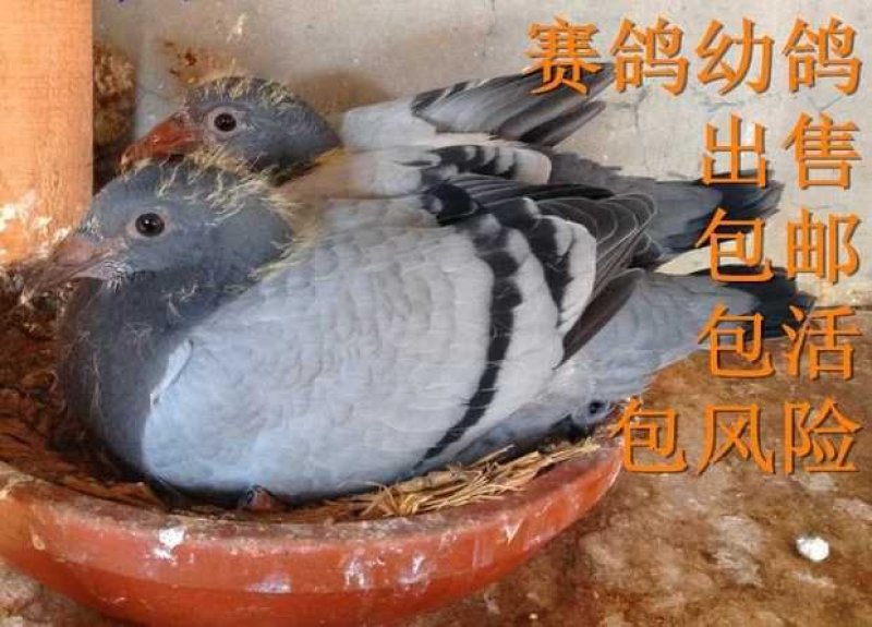 优质观赏鸽信鸽基地直销保证质量品系