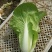 毛白菜，主共食堂，超市，批发市场，食品加工厂，全年无休，