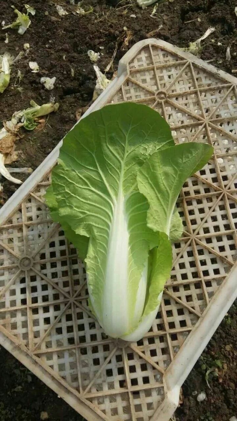 毛白菜，主共食堂，超市，批发市场，食品加工厂，全年无休，