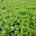 毛白菜，主共食堂，超市，批发市场，食品加工厂，全年无休，