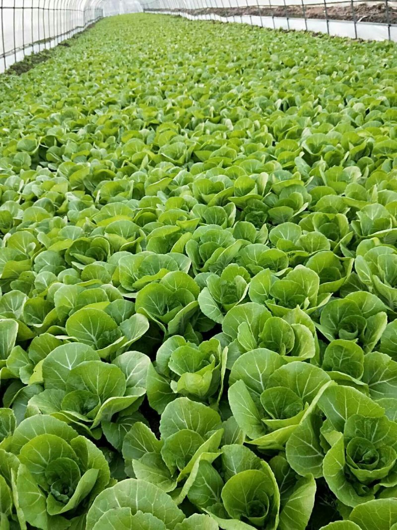 毛白菜，主共食堂，超市，批发市场，食品加工厂，全年无休，