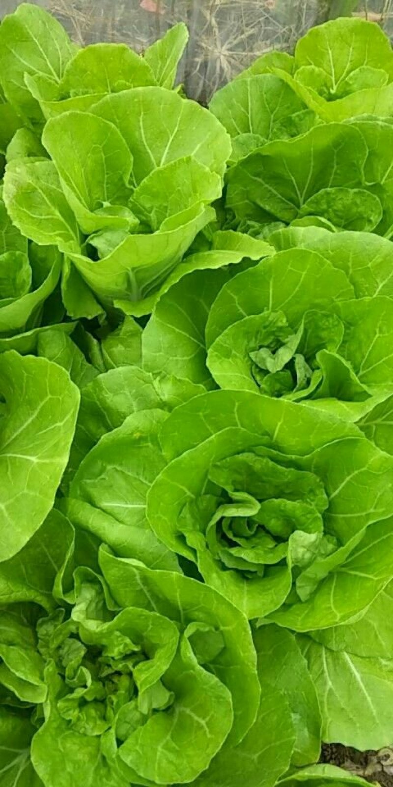 毛白菜，主共食堂，超市，批发市场，食品加工厂，全年无休，