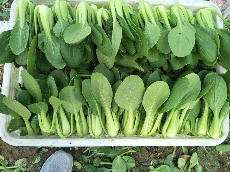 毛白菜，主共食堂，超市，批发市场，食品加工厂，全年无休，